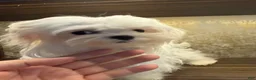 Maltese dogs for sale: Maltese 1 - Ad 9