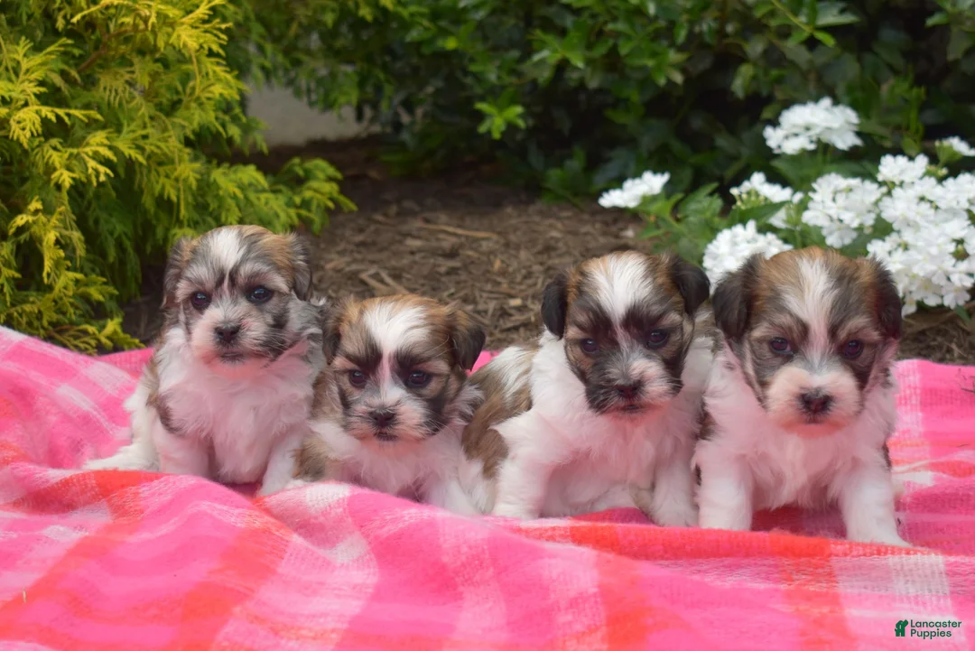 Teddy Bear dogs for sale: Chipmunk  - Ad 7