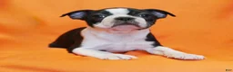 Boston Terrier dogs for sale: Remmy - Ad 4
