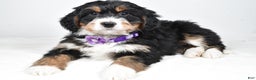 Mini Bernedoodle dogs for sale: Ava - Ad 7