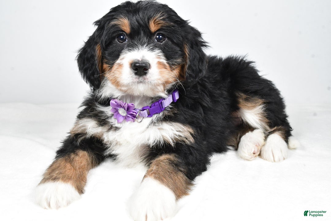 Mini Bernedoodle dogs for sale: Ava - Ad 7
