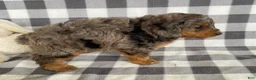 Mini Bernedoodle dogs for sale: Perry - Ad 3