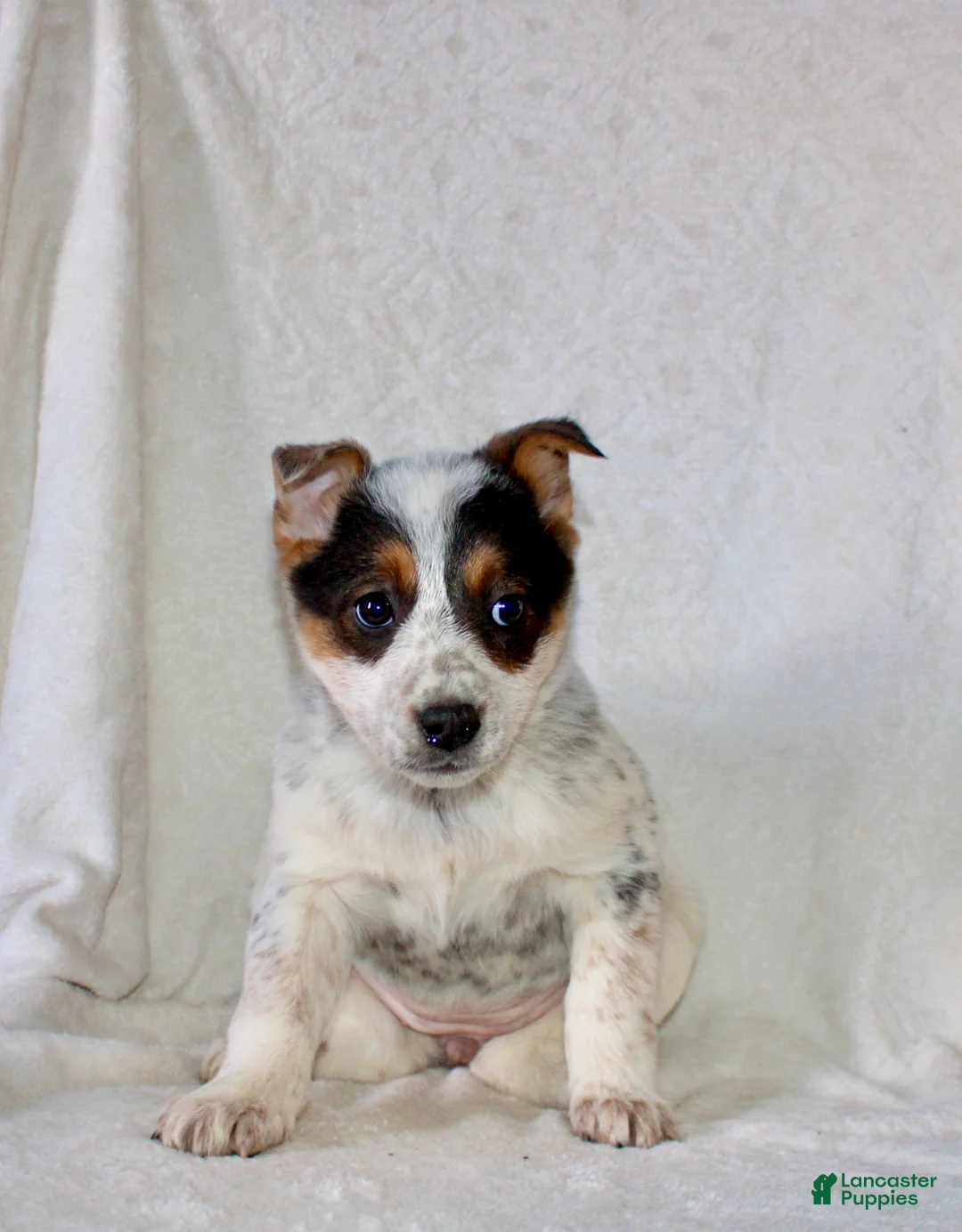 Australian Cattle Dog dogs for sale: Ronda - Ad 3