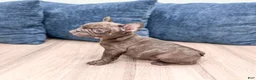 French Bulldog dogs for sale: Rolex - Ad 3