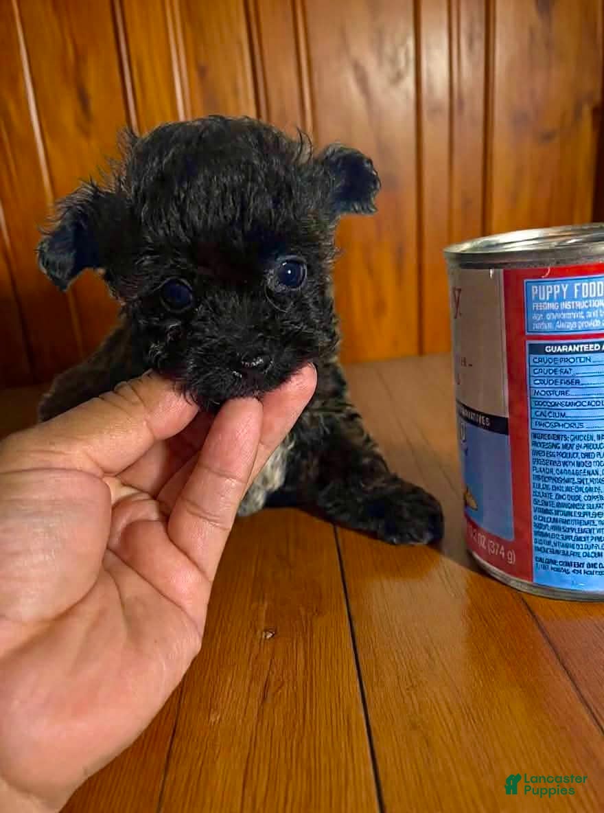 Pomapoo dogs Tiny * SPECIAL NEEDS* - Ad 1