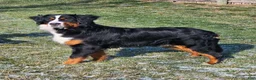 Mini Bernedoodle dogs for sale: Zara - Ad 5