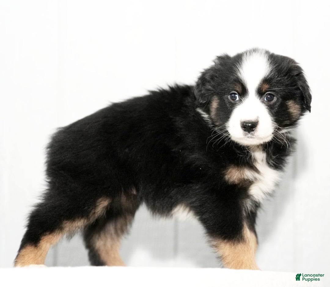 Miniature Australian Shepherd dogs for sale: Dora - Ad 2