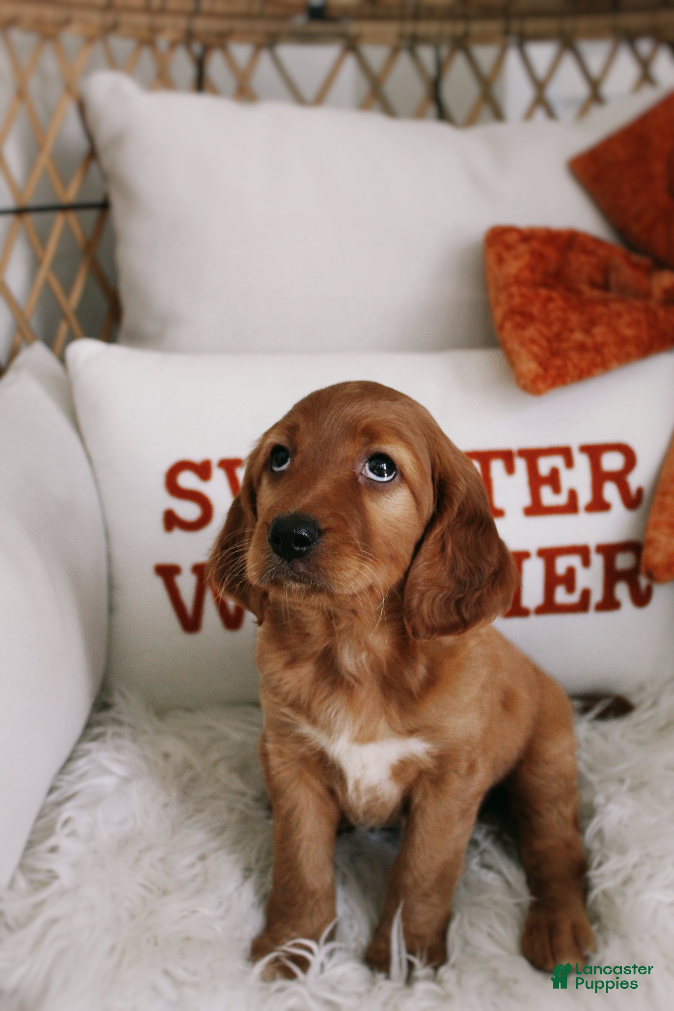 Mixed Breed dogs for sale: Pumpkin Spice  - Ad 3