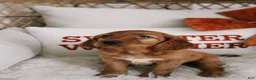 Mixed Breed dogs for sale: Pumpkin Spice  - Ad 1
