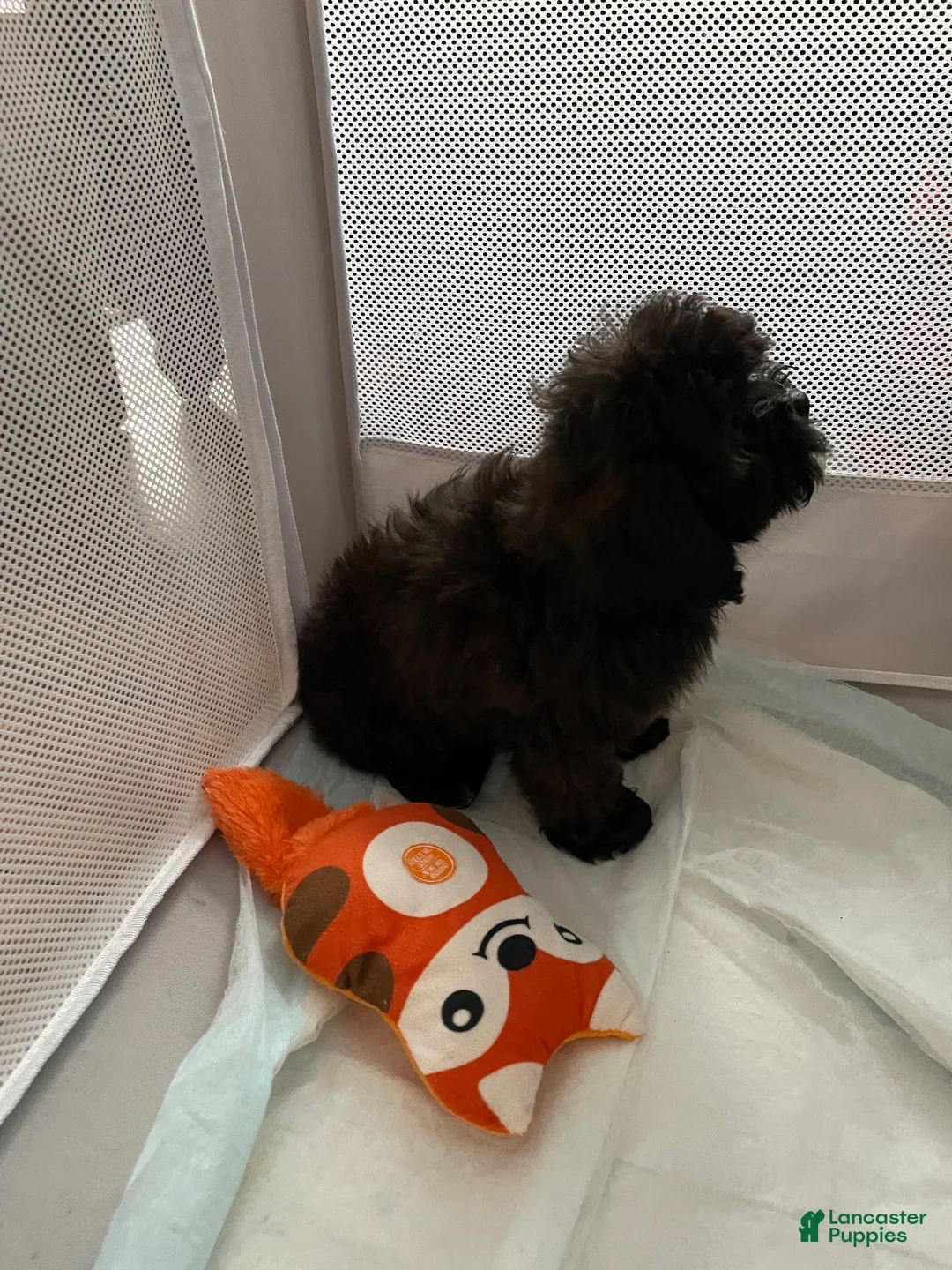 Shih Tzu dogs for sale: Cosmo - Ad 3