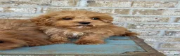 Cavapoo dogs for sale: Apple - Ad 4
