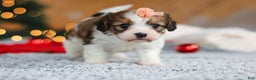 Cavachon dogs for sale: Dixie  - Ad 6