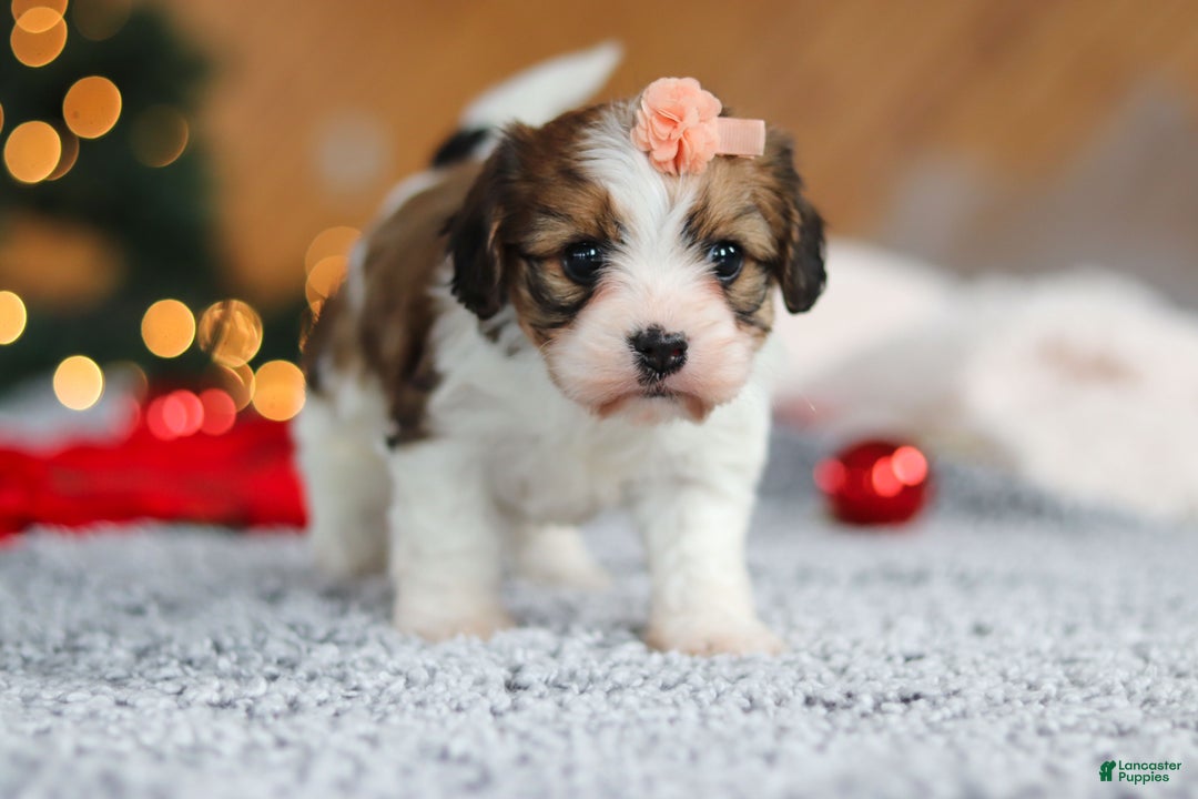 Cavachon dogs for sale: Dixie  - Ad 6