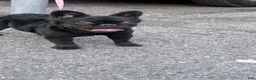 French Bulldog dogs for sale: Nova  - Ad 4