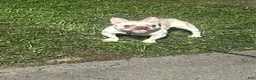 French Bulldog dogs for stud: Montana  - Ad 6
