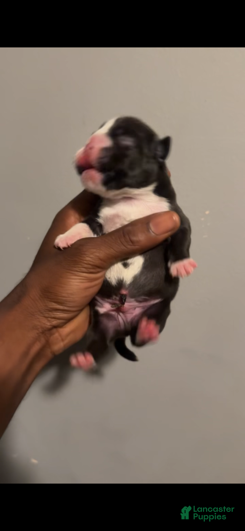 American Bully dogs American Bully 1 - Ad 24