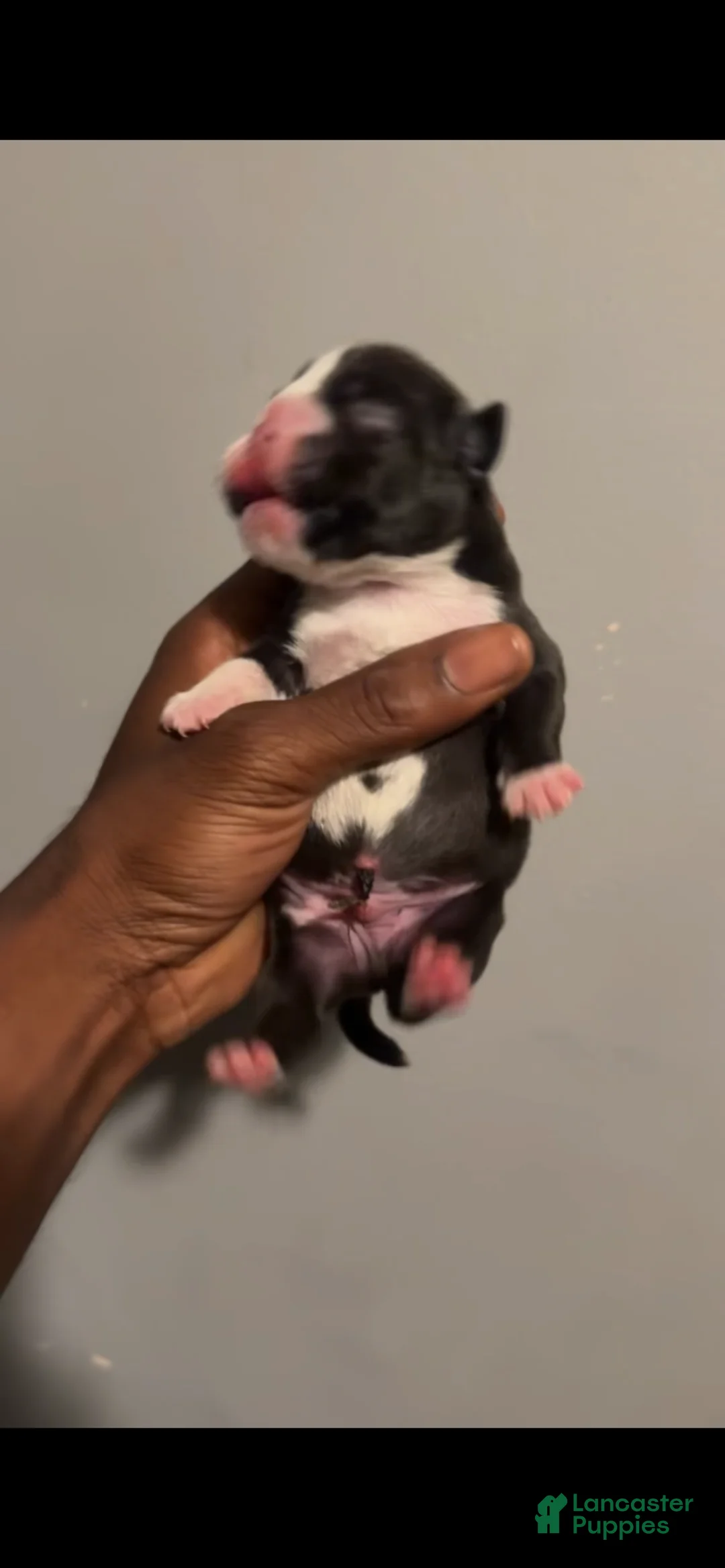 American Bully dogs for sale: American Bully 1 - Ad 1