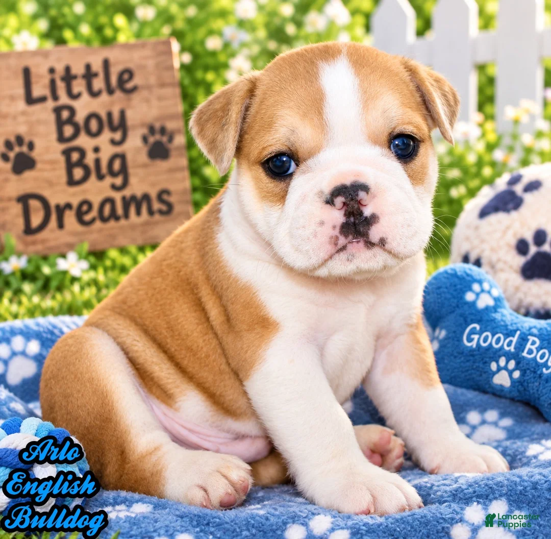 Mixed Breed dogs for sale: Arlo Male English Bulldog - Ad 1