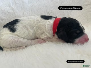 Mini Sheepadoodle dogs Red-Peppermint - Ad 17