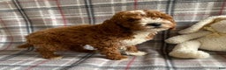 Miniature Poodle dogs for sale: Roman - Ad 2