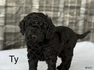 Mini Goldendoodle dogs - Ad 27