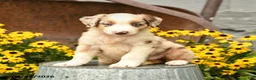 Australian Shepherd dogs for sale: Fiona - Ad 4