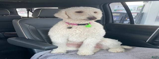 Gemma