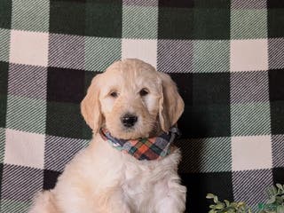 Goldendoodle dogs Demarcus Standard size Hypoallergenic - Ad 1