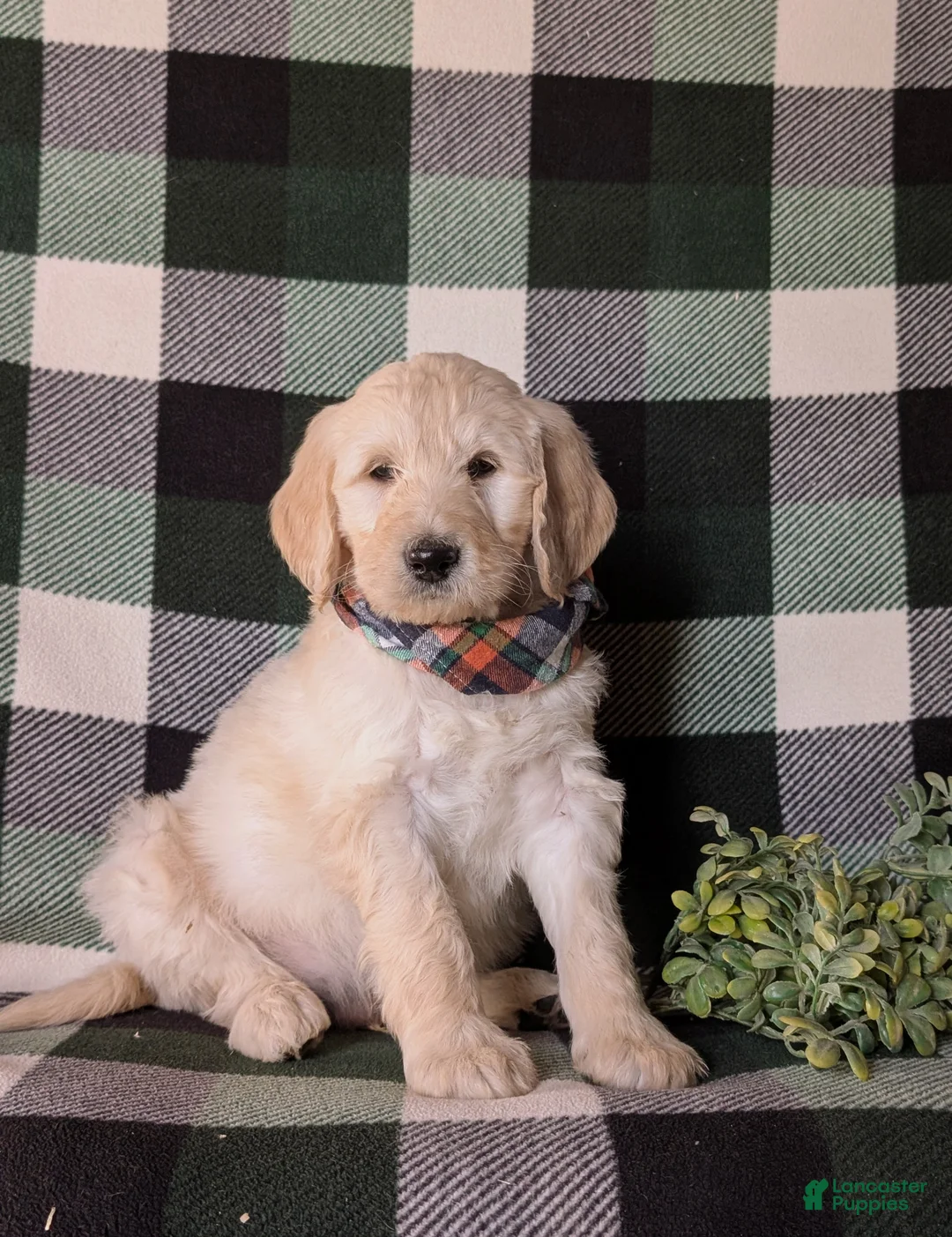 Goldendoodle dogs for sale: Demarcus Standard size Hypoallergenic - Ad 1