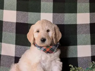 Goldendoodle dogs Demarcus Standard size Hypoallergenic - Ad 38