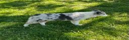 Australian Shepherd dogs for sale: Jackie - Ad 4