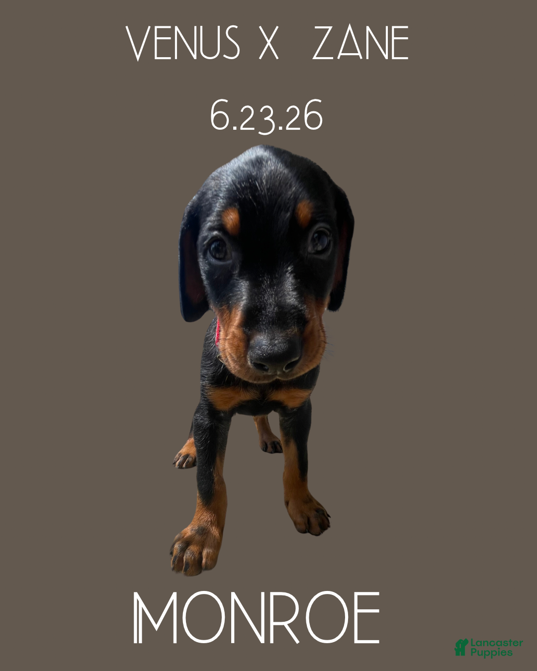 Doberman Pinscher dogs Doberman Pinscher 5 - Ad 2