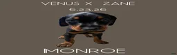 Doberman Pinscher dogs for sale: Doberman Pinscher 5 - Ad 3