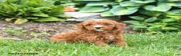 Mini Goldendoodle dogs for sale: Eddie - Ad 5