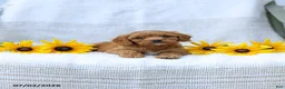 Cavapoo dogs for sale: Kimberly - Ad 5