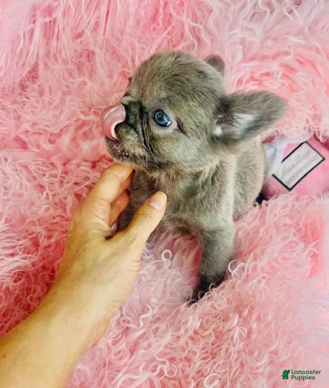 French Bulldog dogs for sale: Mini Fluffy French Bulldog Puppy 1 - Ad 3
