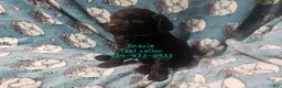 Standard Poodle dogs for sale: Gracie - Ad 3