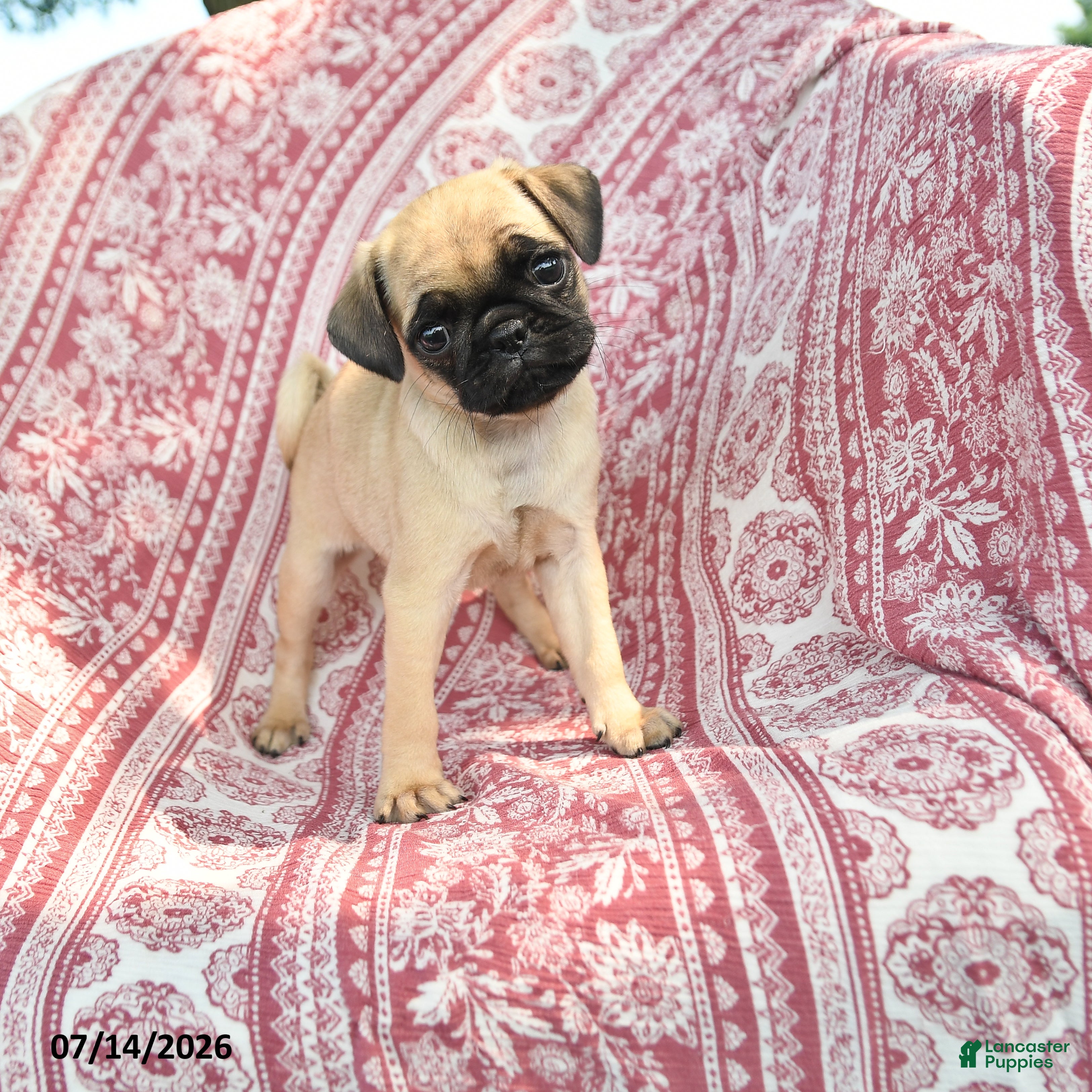 Pug dogs Mary - Ad 1