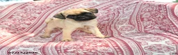 Pug dogs for sale: Mary - Ad 1