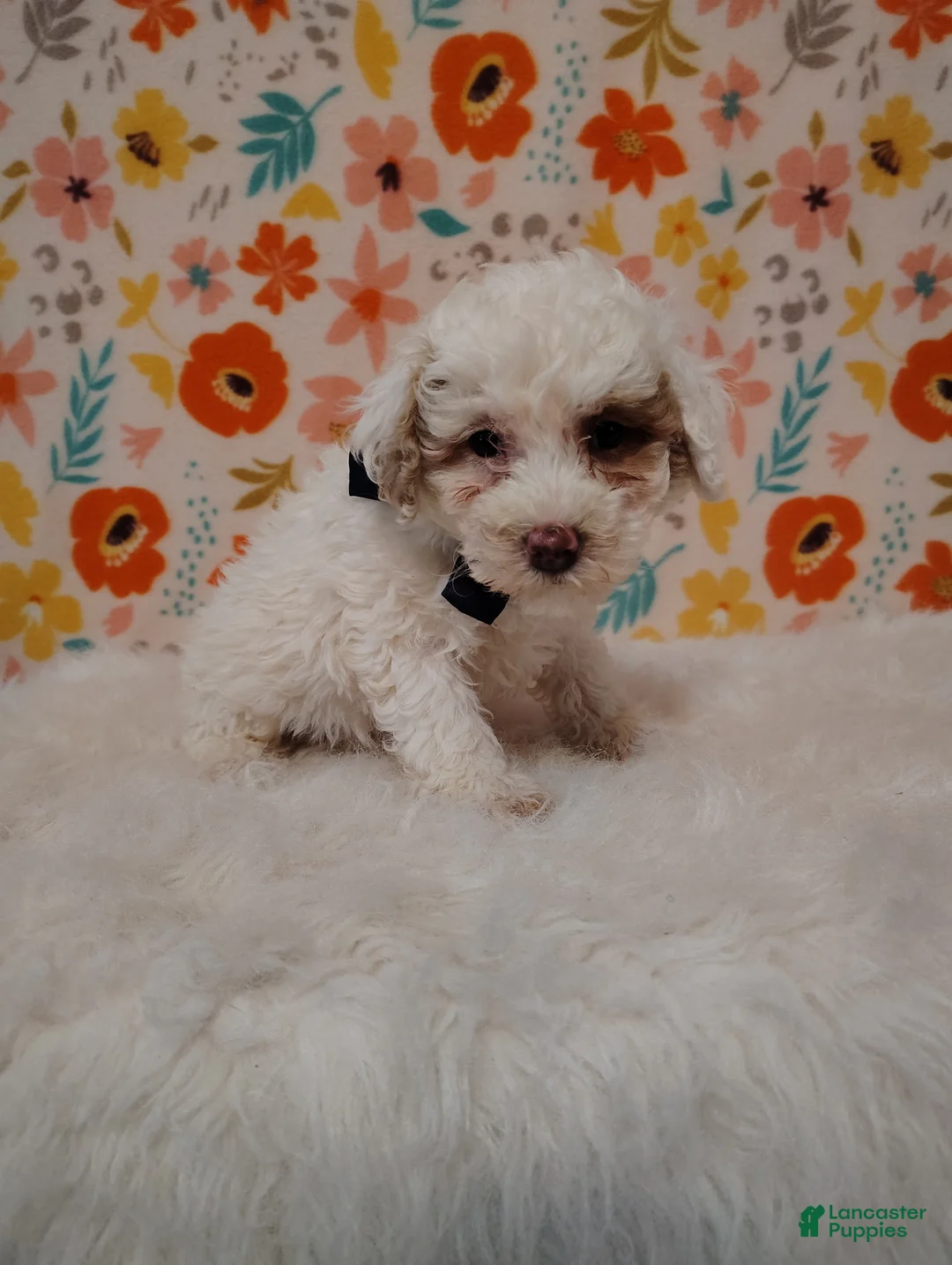 Sheepadoodle dogs for sale: Sam - Ad 6
