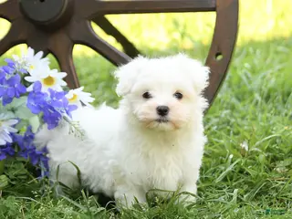 Maltese dogs for sale: Charlie - Ad 2
