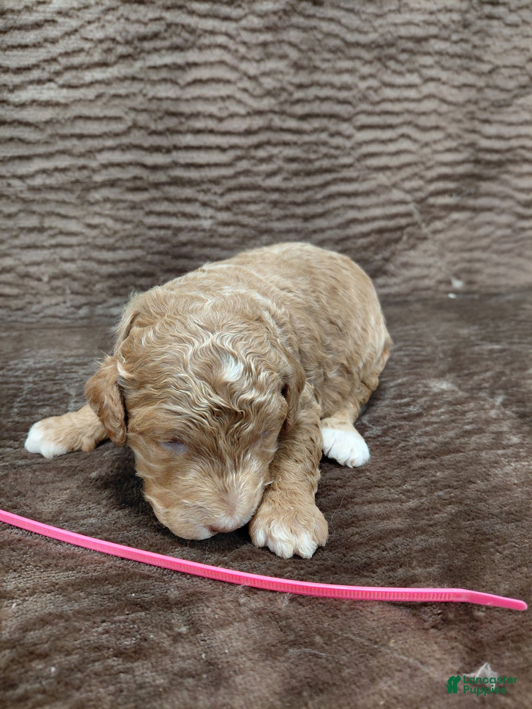 Mini Bernedoodle dogs for sale: Aspen - Ad 8
