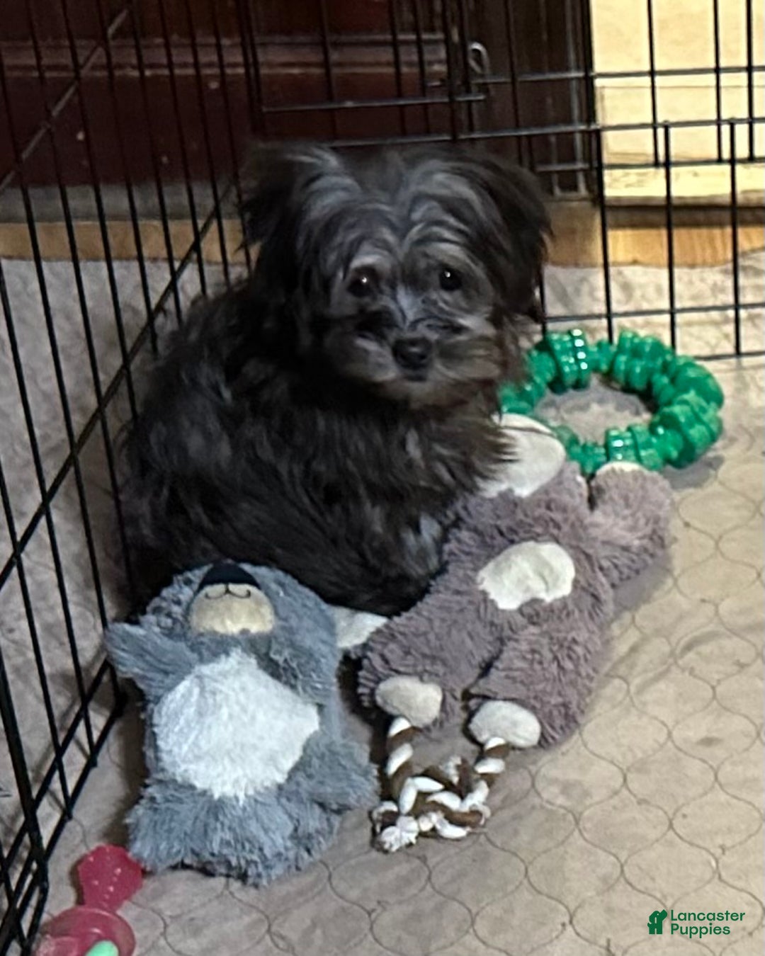 Shihpoo dogs for sale: Shihpoo Puppy 4 - Ad 9