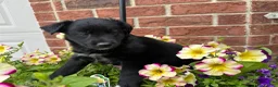 Mixed Breed dogs for sale: Buddy - Ad 15
