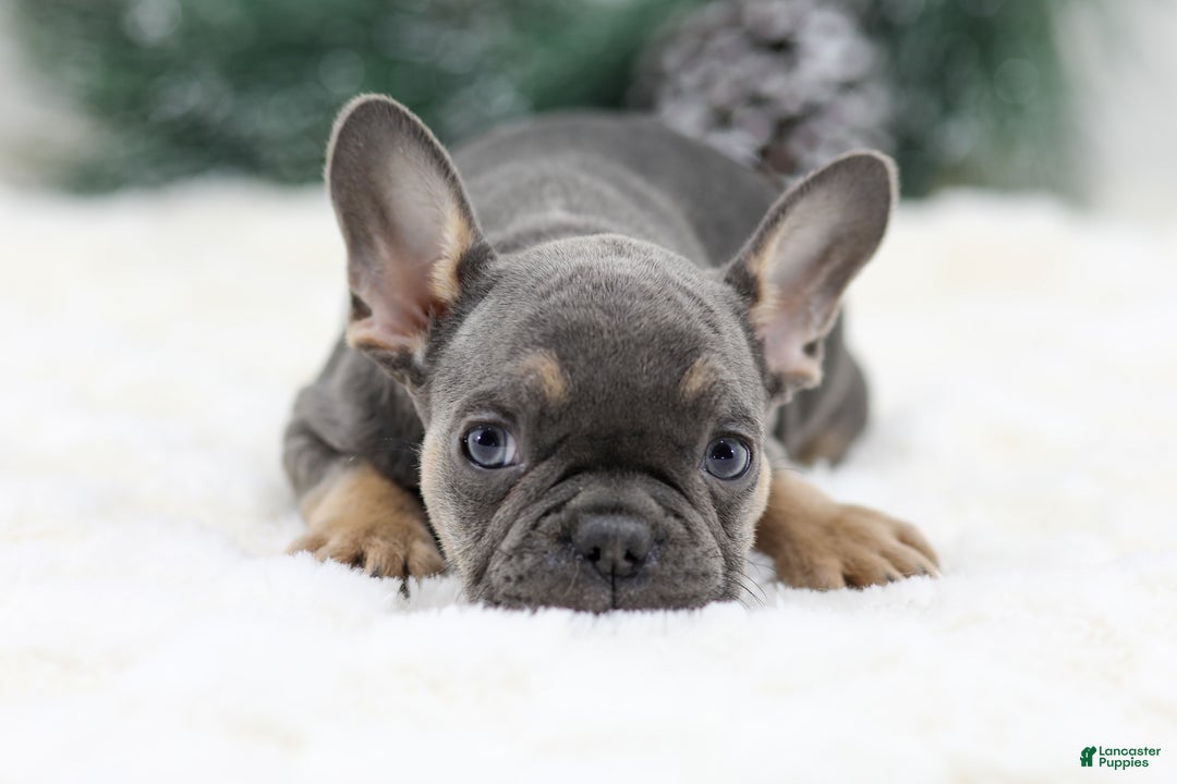 French Bulldog dogs for sale: Indie - Ad 2