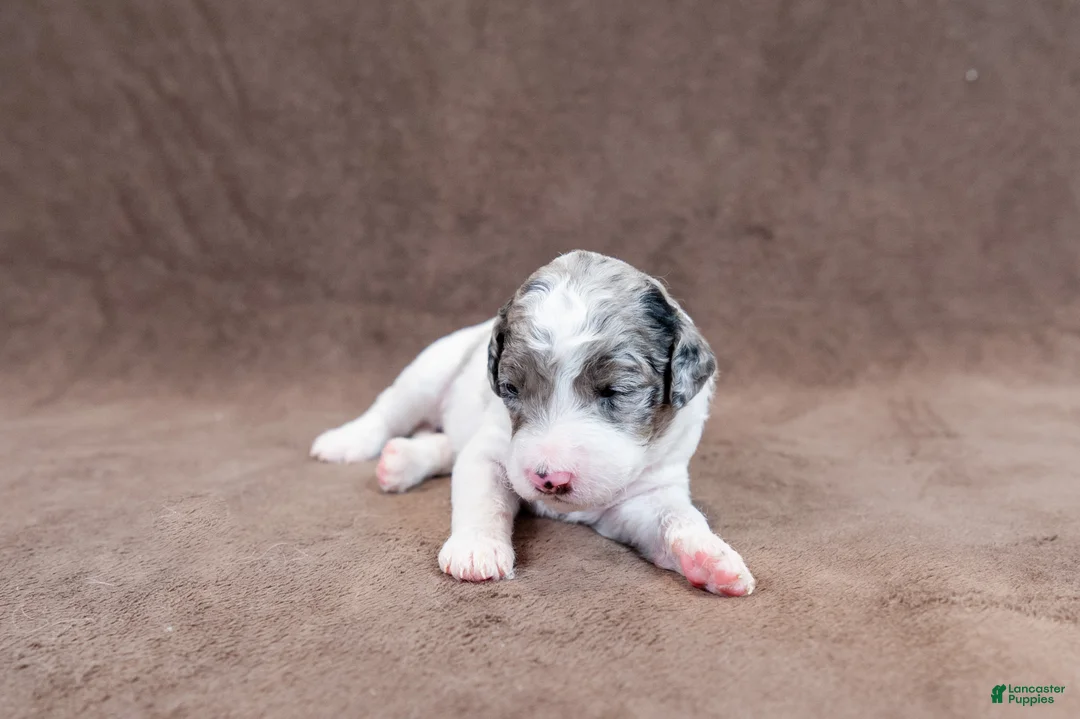 Goldendoodle dogs for sale: Pink Cherry - Ad 1