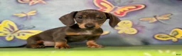 Miniature Dachshund dogs for sale: AKC-PRIMROSE (Short-Haired Blue & Tan Female) - Ad 2