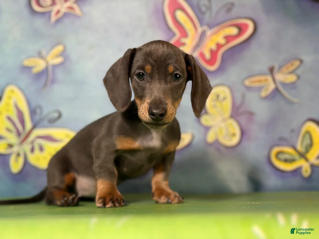 Miniature Dachshund dogs for sale: AKC-PRIMROSE (Short-Haired Blue & Tan Female) - Ad 2