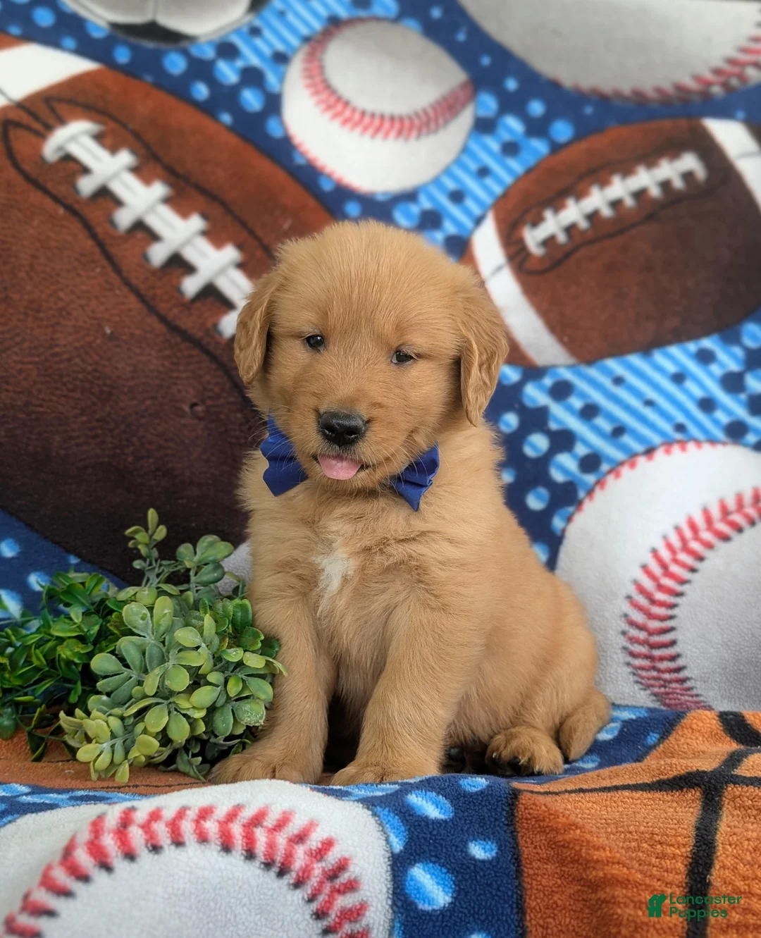 Golden Retriever dogs for sale: Leroy - Ad 2