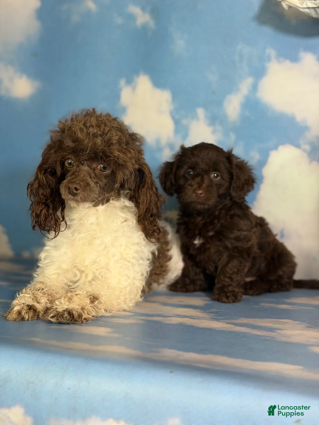 Doxiepoo dogs for sale: Brownie  - Ad 1